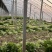 精品暖棚芹菜腊月20最新报价0.3