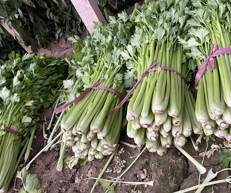 精品暖棚芹菜腊月20最新报价0.3