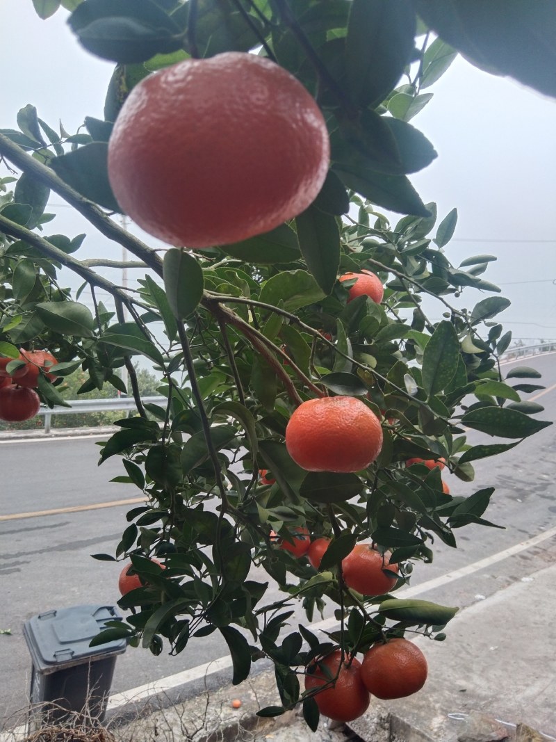 W默科特大量上市三月红有籽无籽都有。外贸货需要的联系