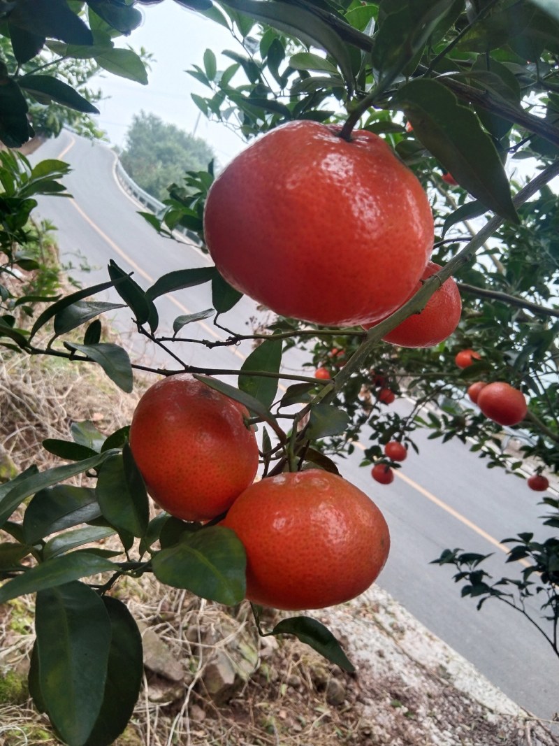 W默科特大量上市三月红有籽无籽都有。外贸货需要的联系