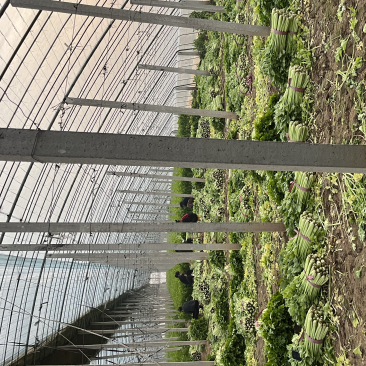 精品芹菜腊月最新报价0.3