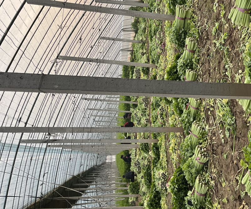 精品芹菜腊月最新报价0.3