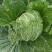 【推荐】大白菜现货供应需要的老板请联系全国接单发货