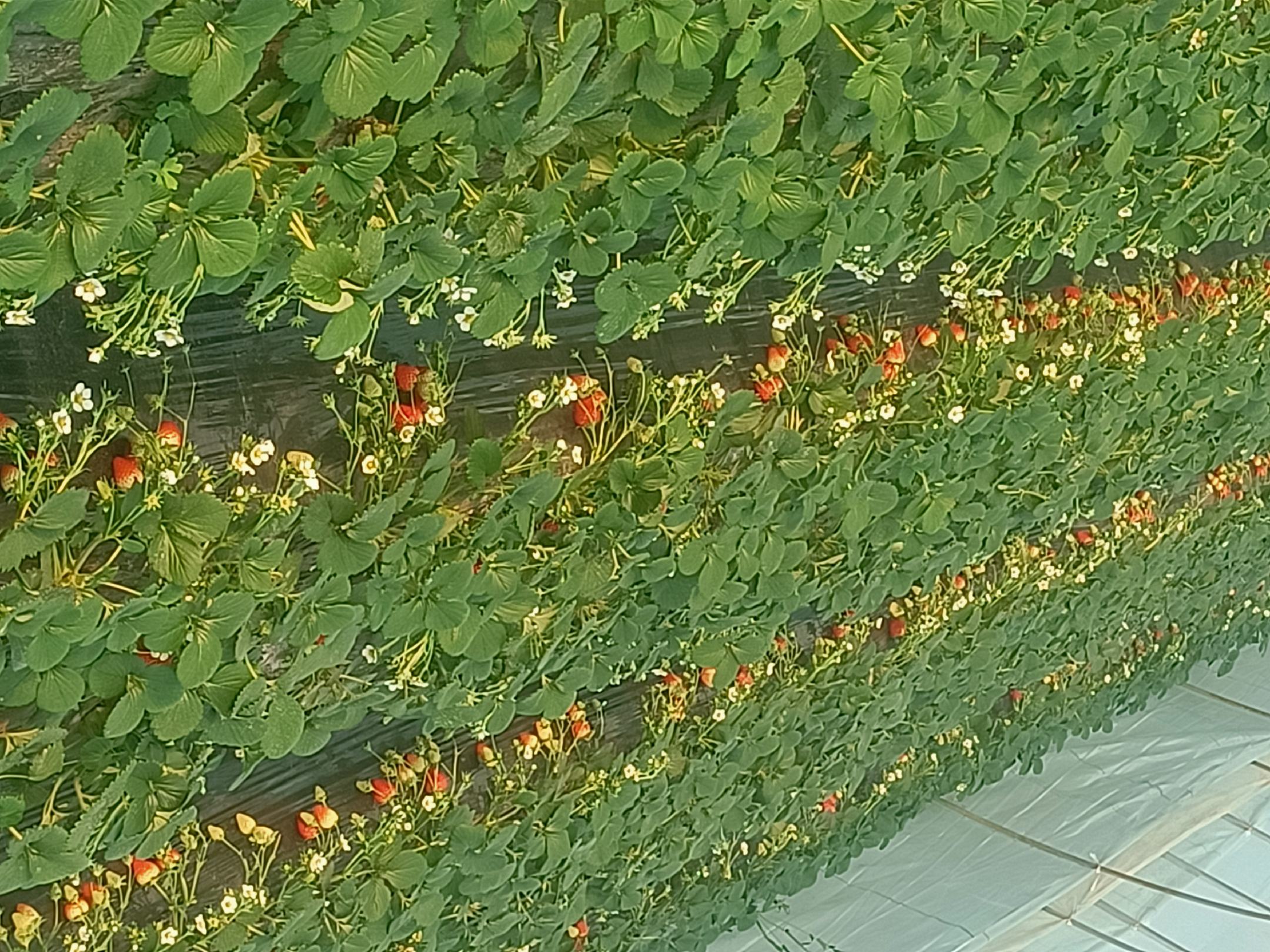 奶油草莓生长在藤蔓上的自然状态
