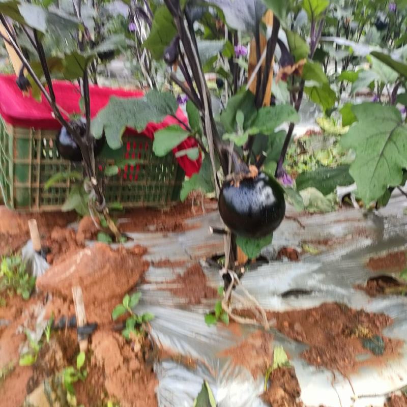 绿茄子