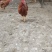 出售380公鸡