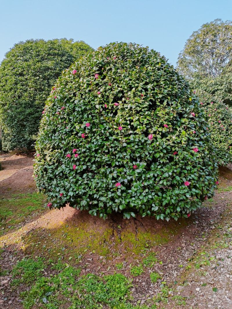 茶花树：冠宽3一5米高5米一8米分枝30一50一80