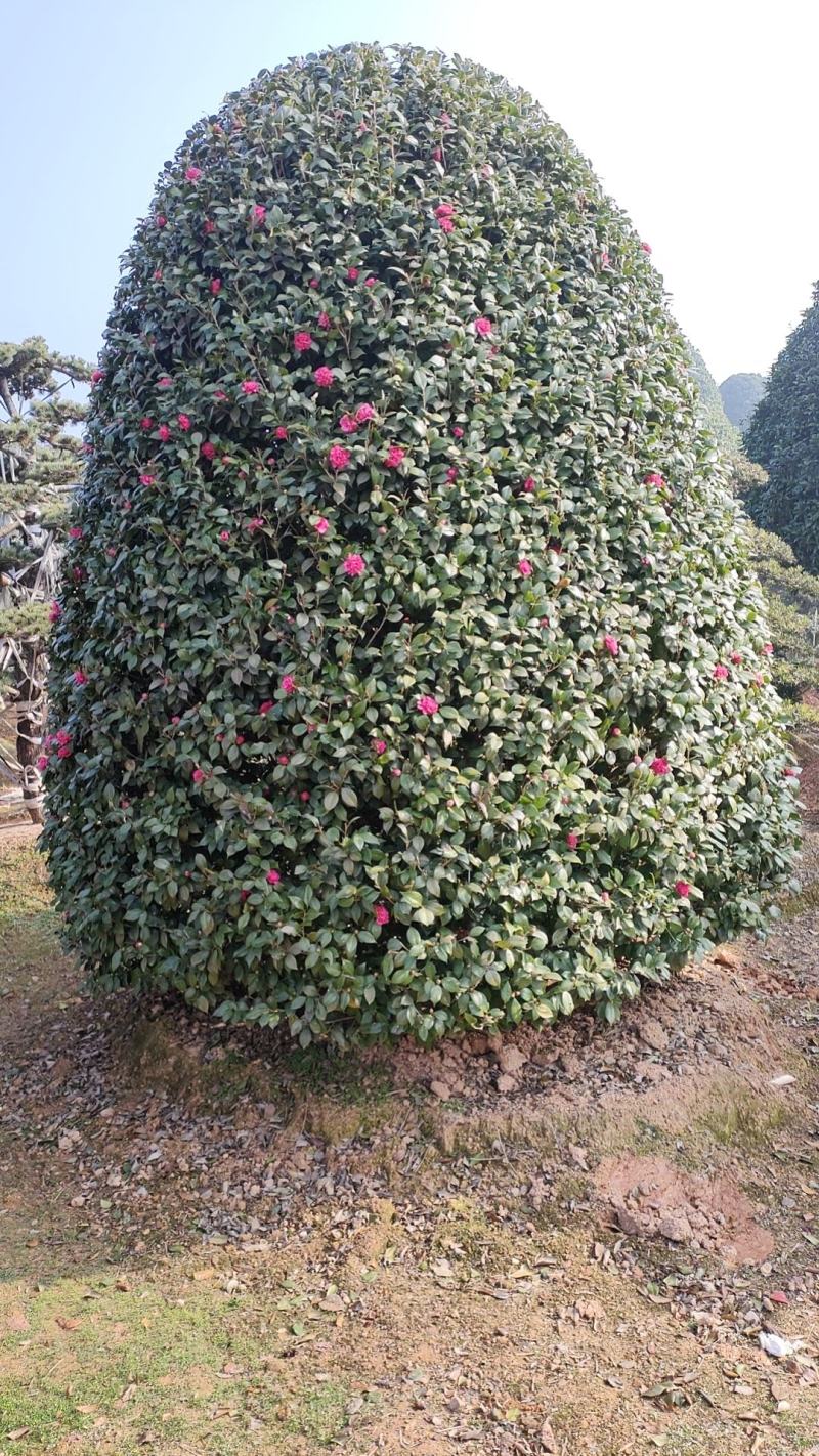 茶花树：冠宽3一5米高5米一8米分枝30一50一80