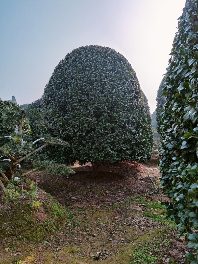 茶花树：冠宽3一5米高5米一8米分枝30一50一80
