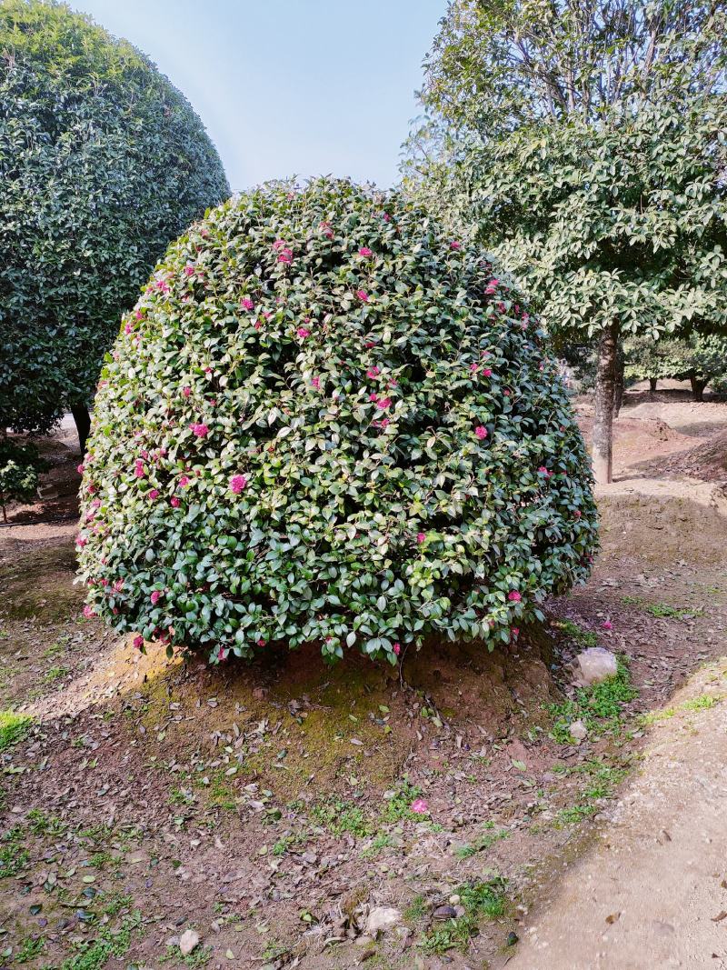 茶花树：冠宽3一5米高5米一8米分枝30一50一80