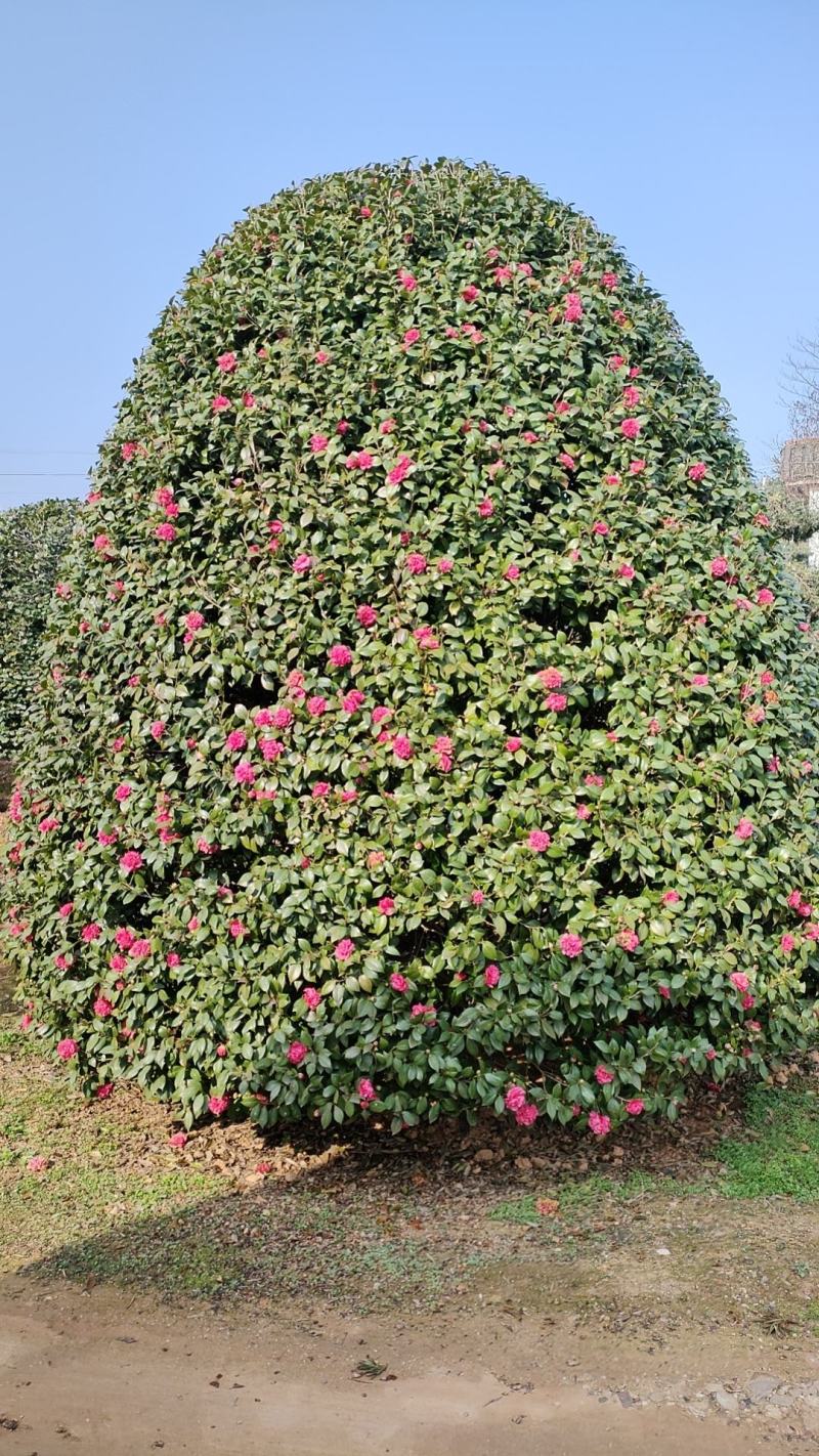 茶花树：冠宽3一5米高5米一8米分枝30一50一80