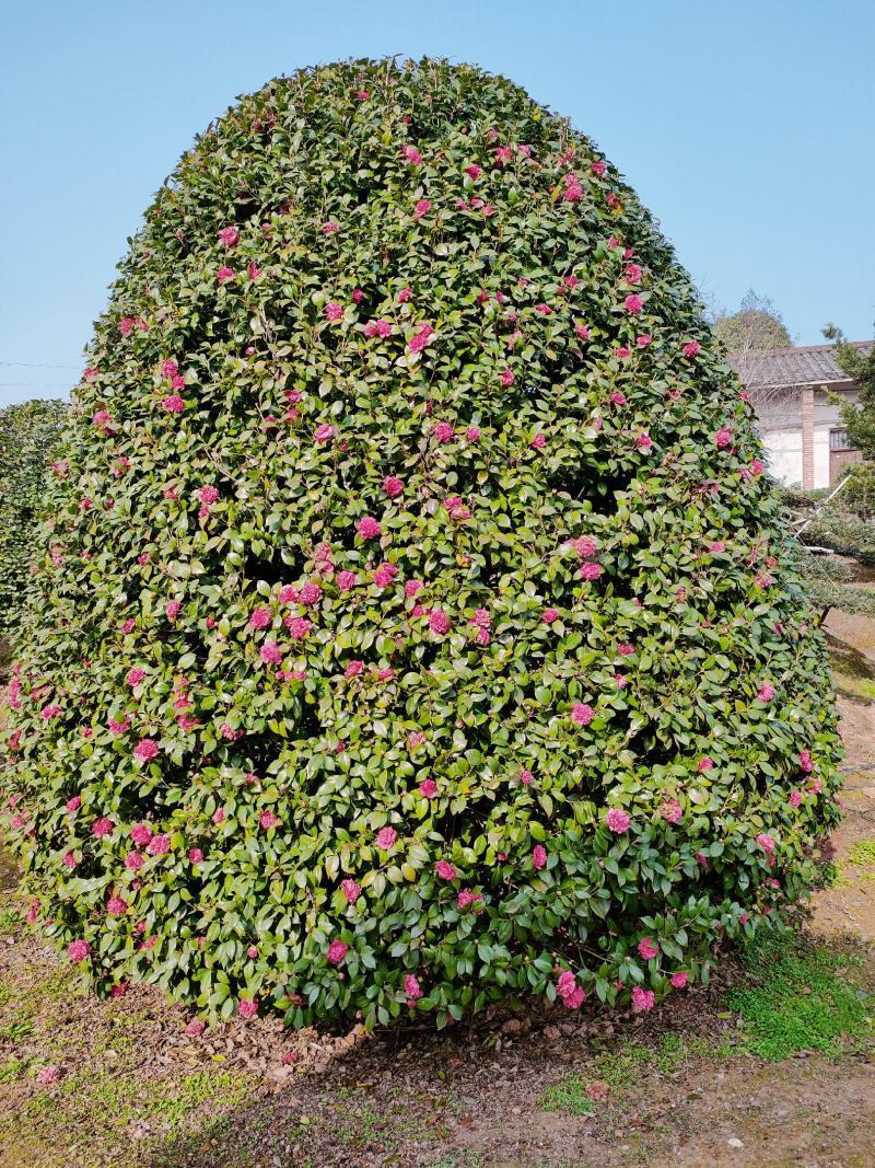 茶花树：冠宽3一5米高5米一8米分枝30一50一80