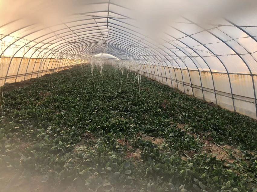 香菜在冬季温室中生长良好