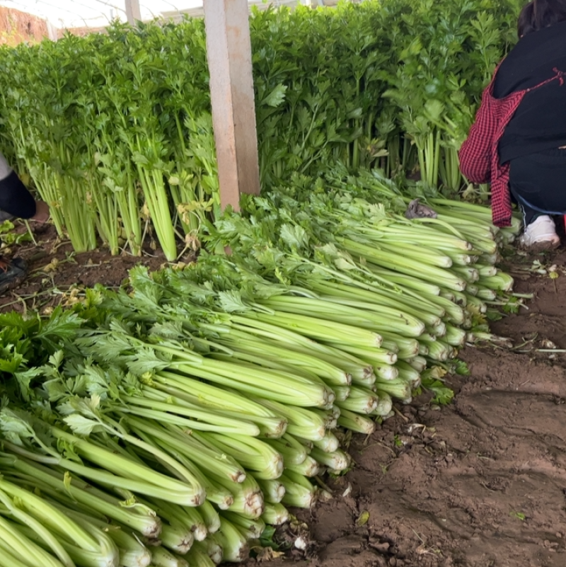 芹菜一毛一毛一毛
