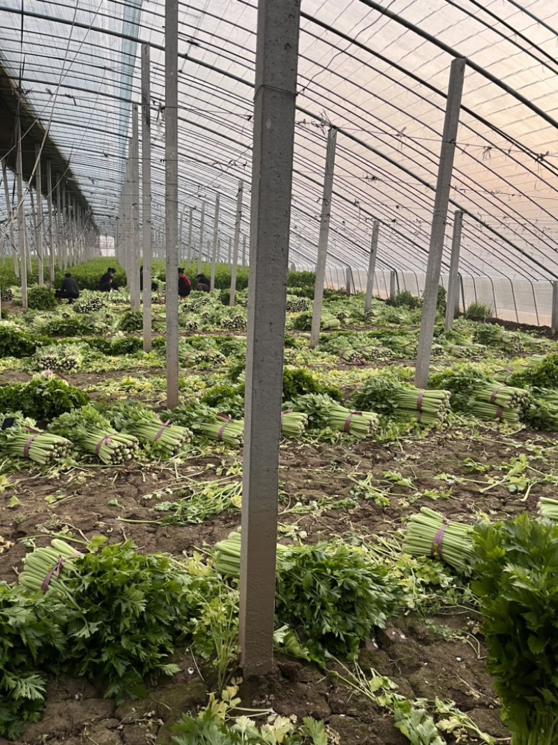芹菜一毛一毛一毛