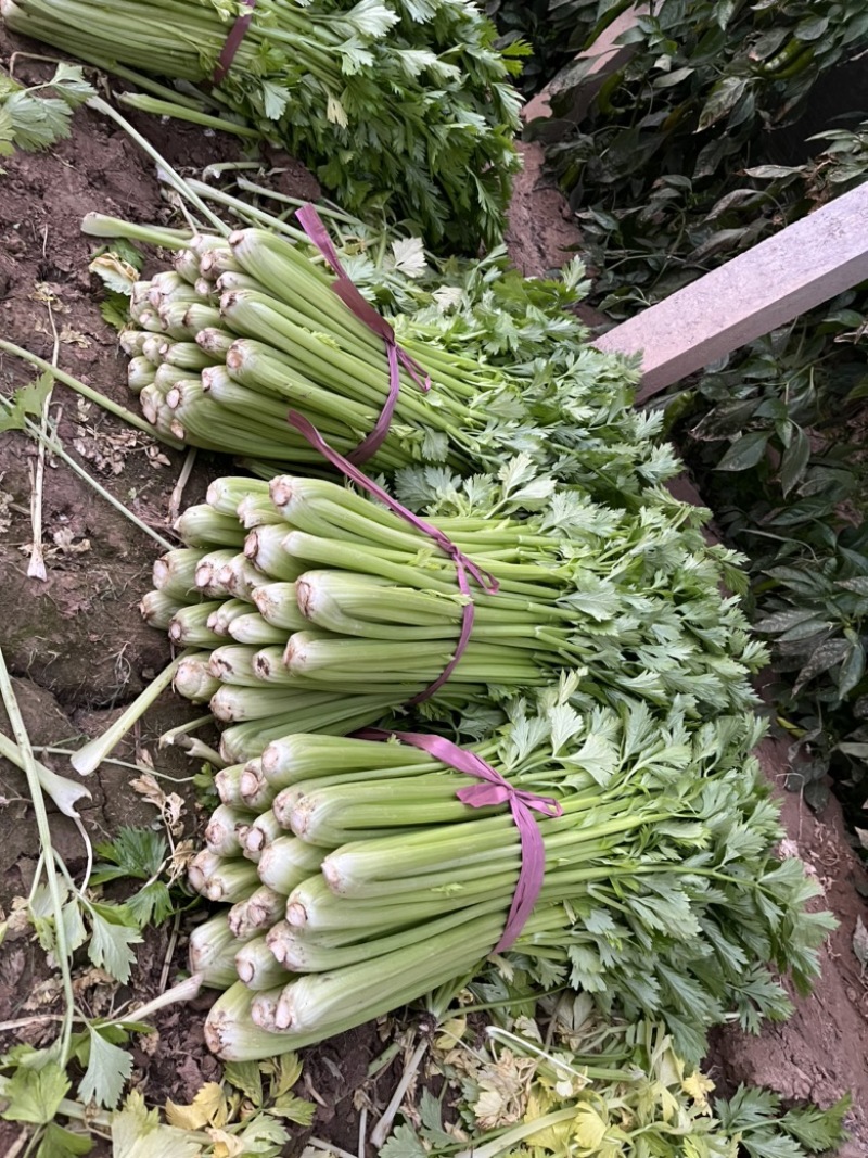 芹菜一毛一毛一毛
