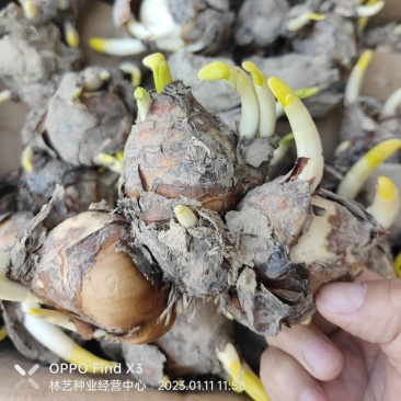 水仙花种球水养室内花种子秋冬季水培植物水仙球重瓣水仙
