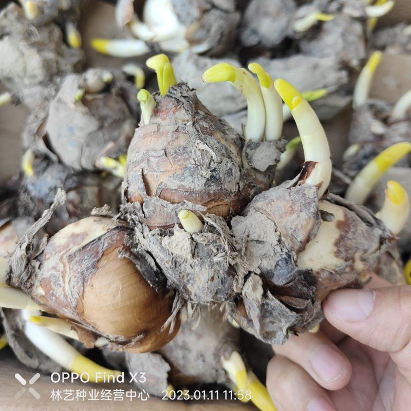 水仙花种球水养室内花种子秋冬季水培植物水仙球重瓣水仙