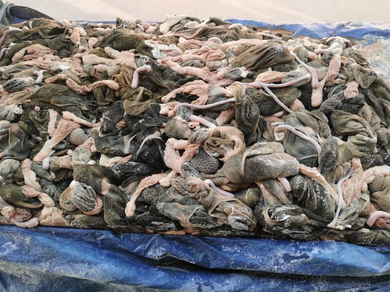 绵阳羊头，免清洗，货源充足，带毛去毛都全国发货，质量保证