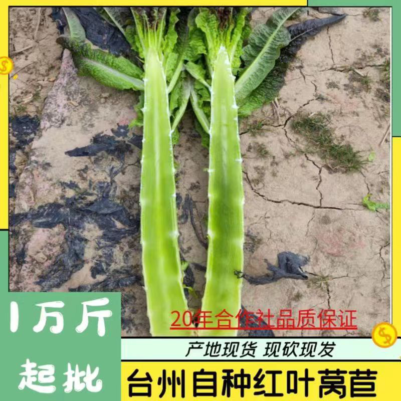 莴苣优质红叶莴笋尖叶莴笋一手货源万亩产地直发品质保证