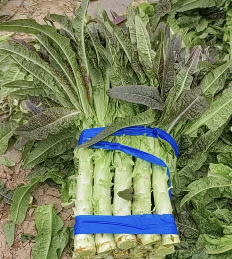 莴苣优质红叶莴笋尖叶莴笋一手货源万亩产地直发品质保证