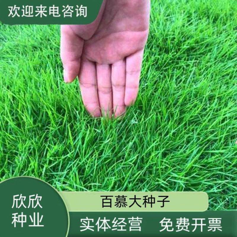 狗牙根百慕大马尼拉高羊茅四季青草坪种子草籽