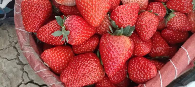 本地红颜草莓大量供货中，质优价廉，原产地供货