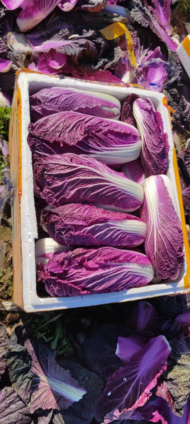 《春秋》两季紫白菜，提供各种泡沫箱、包装袋，多种规格可选