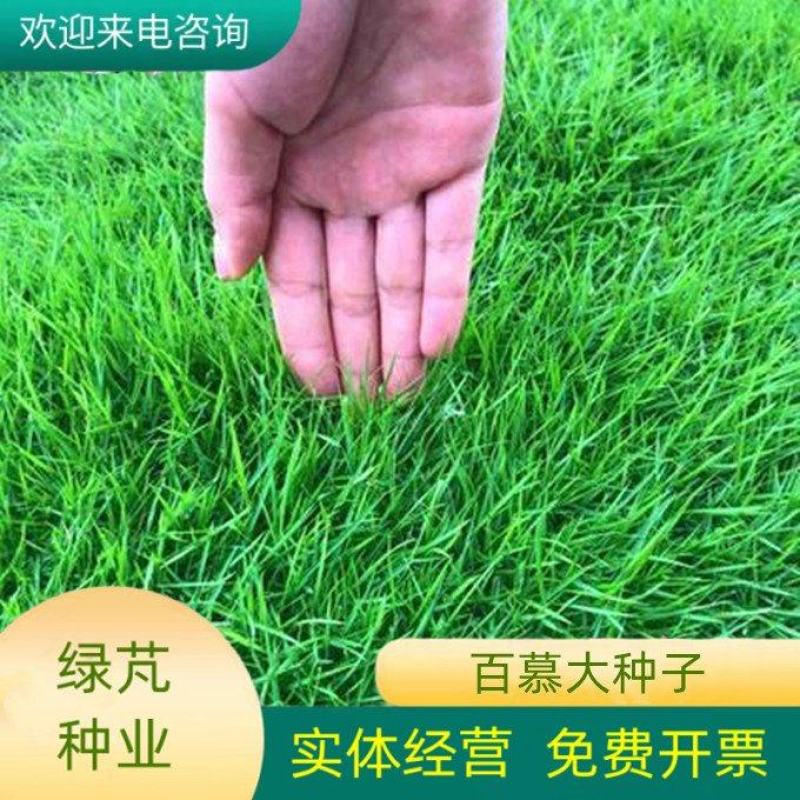 百慕种子四季常青绿化护坡狗牙根护坡高羊茅黑麦草草坪草籽