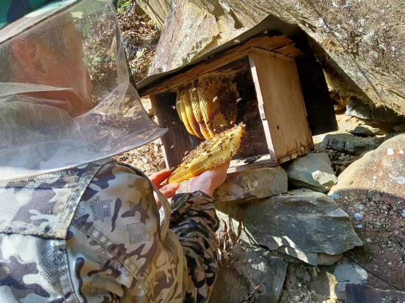桂林瑶山土蜂蜜，瑶山自然特产