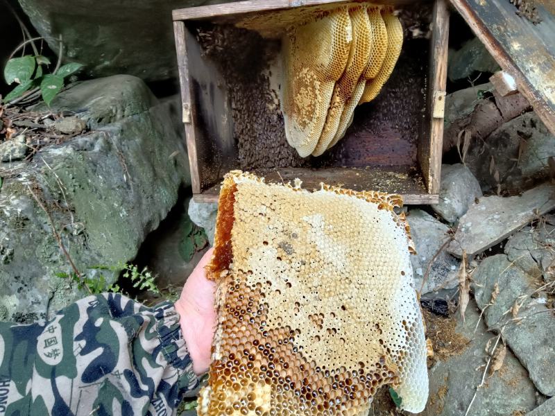 桂林瑶山土蜂蜜，瑶山自然特产