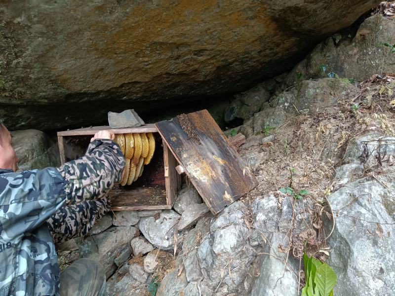 桂林瑶山土蜂蜜，瑶山自然特产