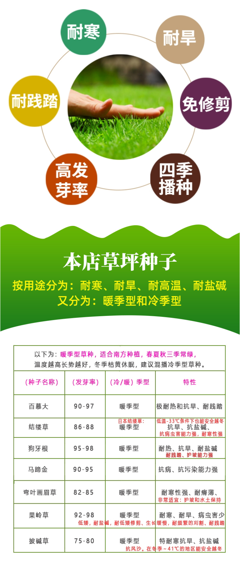 百慕种子四季常青绿化护坡狗牙根护坡高羊茅黑麦草草坪草籽