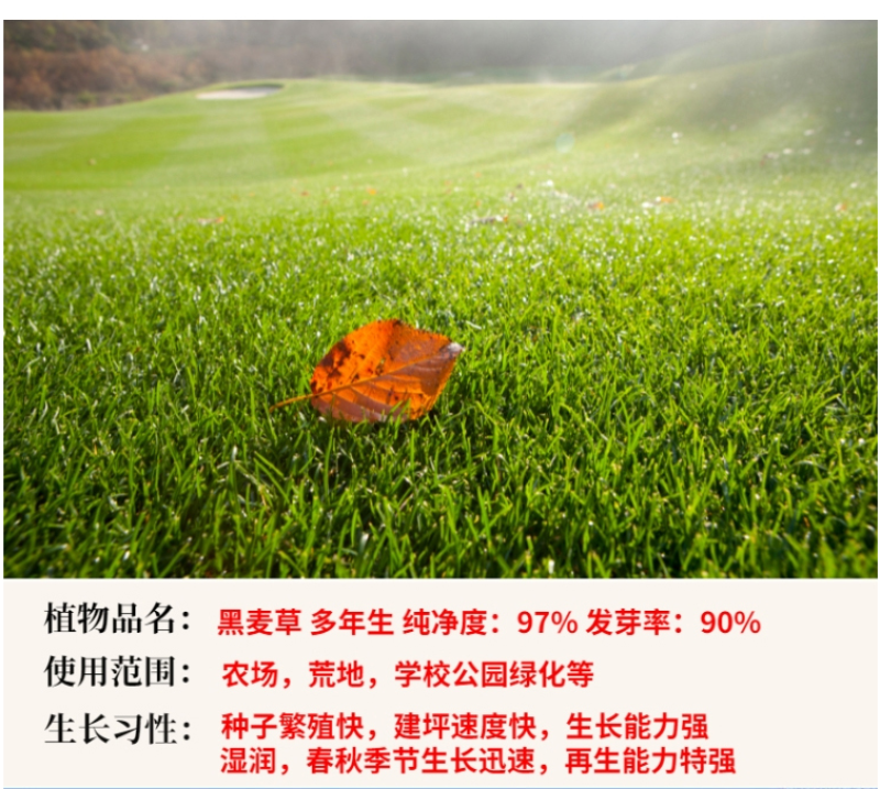 百慕种子四季常青绿化护坡狗牙根护坡高羊茅黑麦草草坪草籽