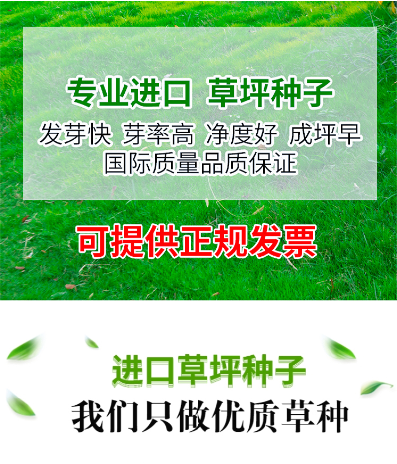 百慕种子四季常青绿化护坡狗牙根护坡高羊茅黑麦草草坪草籽