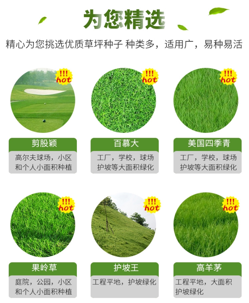 百慕种子四季常青绿化护坡狗牙根护坡高羊茅黑麦草草坪草籽