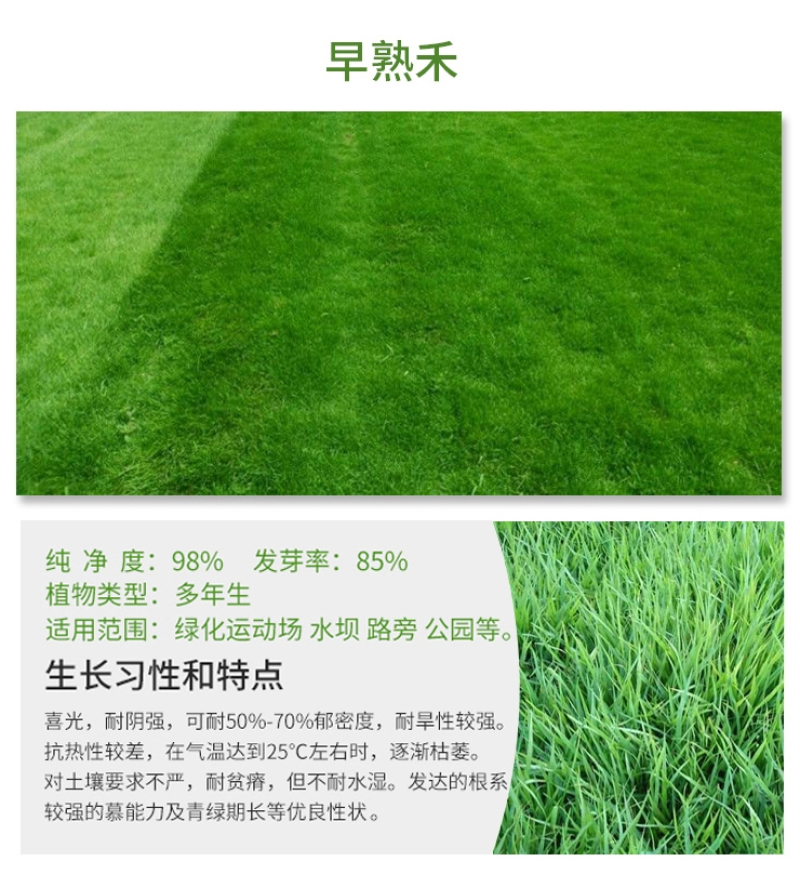百慕种子四季常青绿化护坡狗牙根护坡高羊茅黑麦草草坪草籽