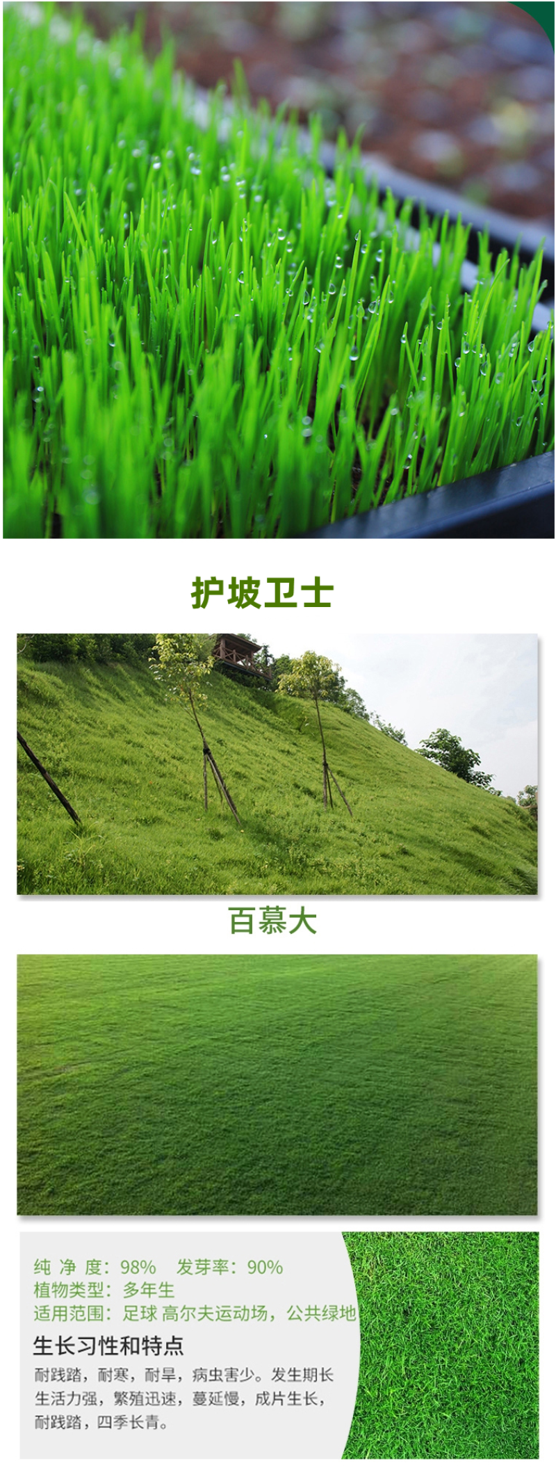 百慕种子四季常青绿化护坡狗牙根护坡高羊茅黑麦草草坪草籽