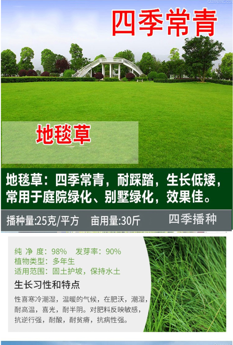百慕种子四季常青绿化护坡狗牙根护坡高羊茅黑麦草草坪草籽