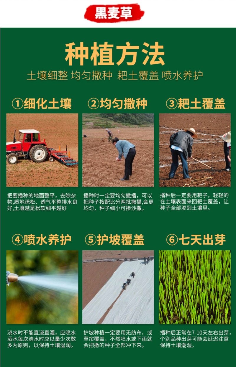 百慕种子四季常青绿化护坡狗牙根护坡高羊茅黑麦草草坪草籽