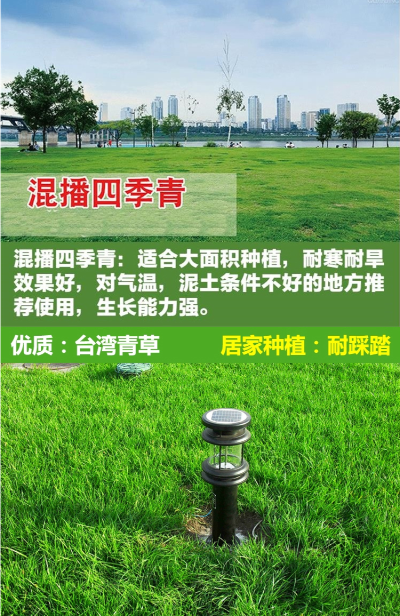 百慕种子四季常青绿化护坡狗牙根护坡高羊茅黑麦草草坪草籽