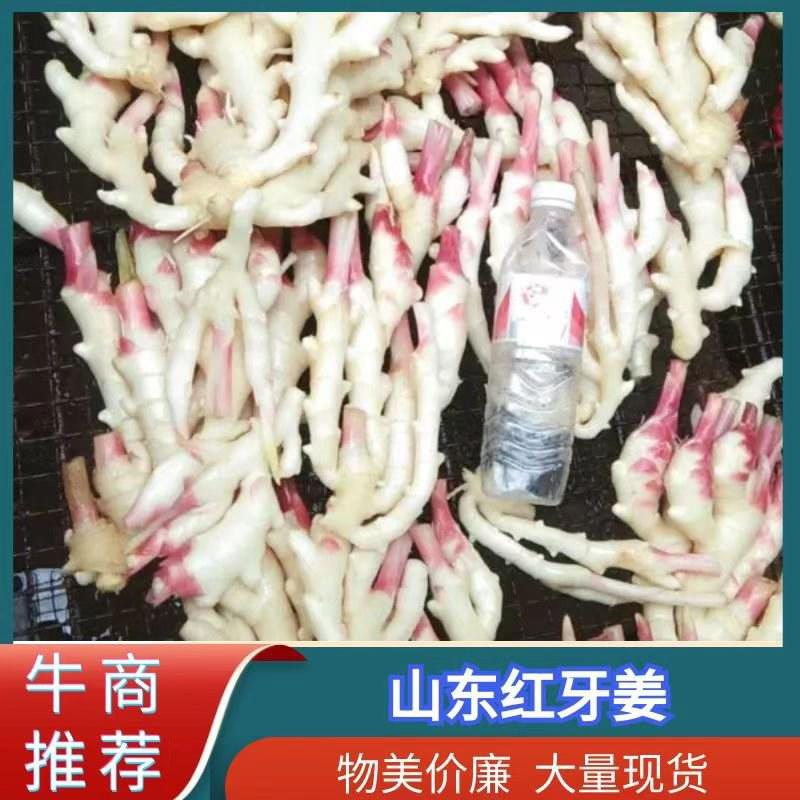 红芽姜直供，山东潍坊青州市明扬合作社，红芽姜直供基地