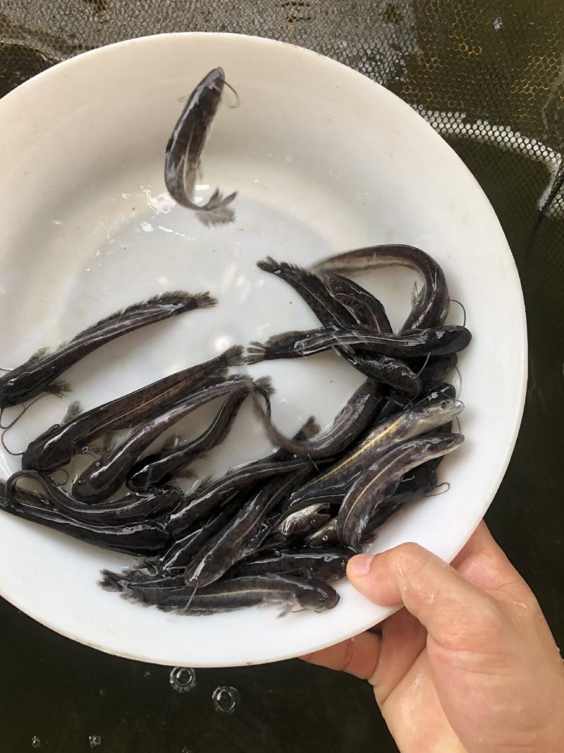 大口鲶鱼苗杂交鲶鱼苗南方大口鲶鱼苗基地直供鲜活直
