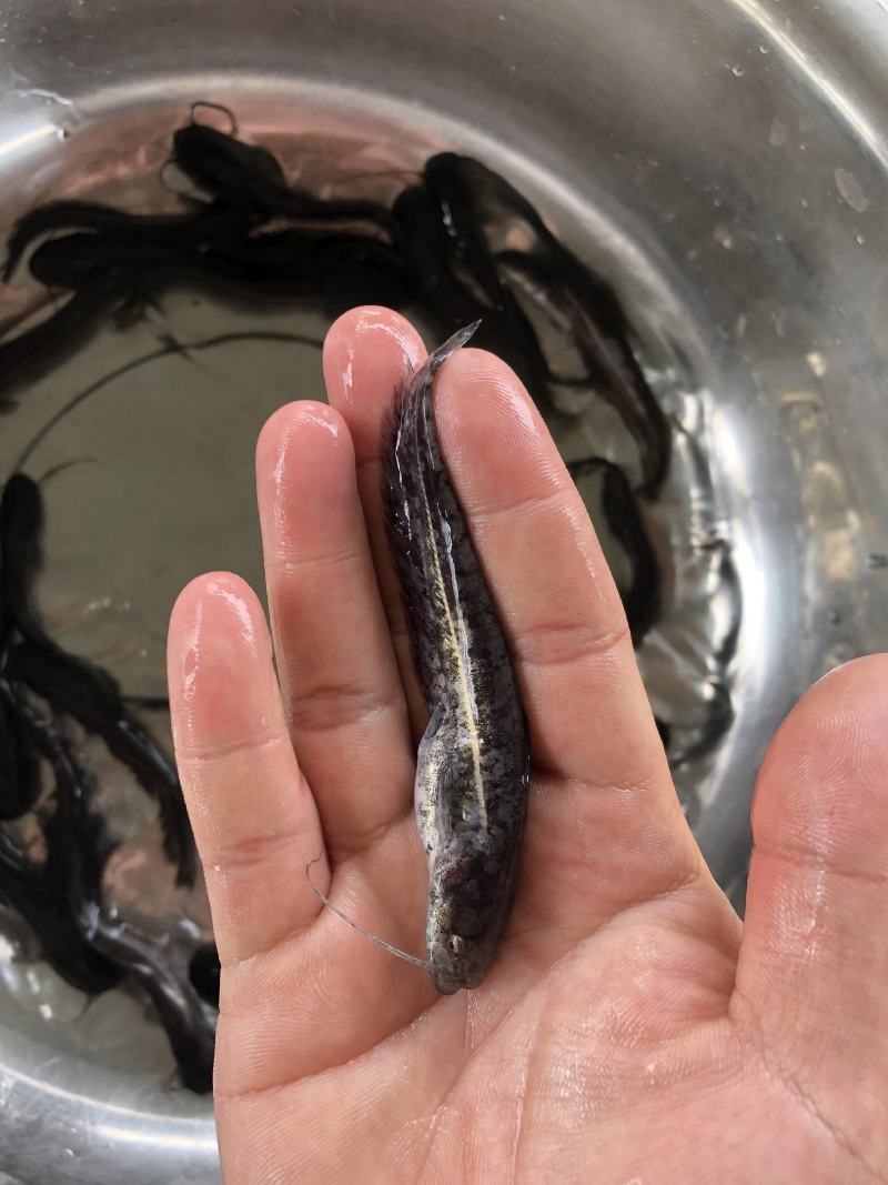 大口鲶鱼苗杂交鲶鱼苗南方大口鲶鱼苗基地直供鲜活直