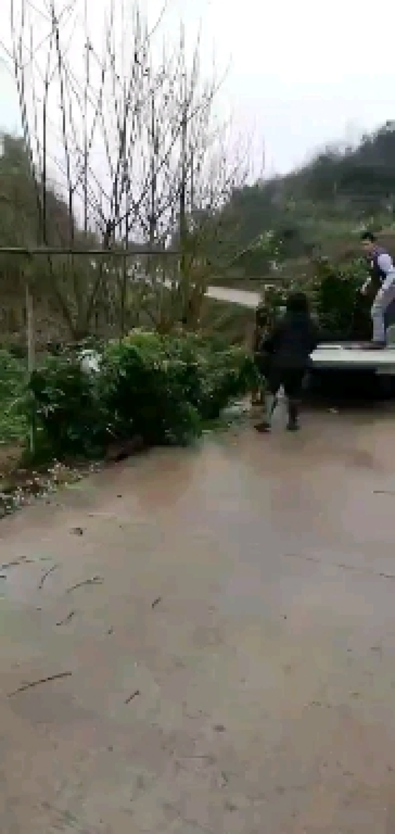 成都金堂双流桂圆苗基地批发，彭州崇州晚熟龙眼小苗价格