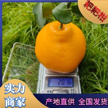 耙耙柑新鲜采摘电商货市场货货源充足价格美丽