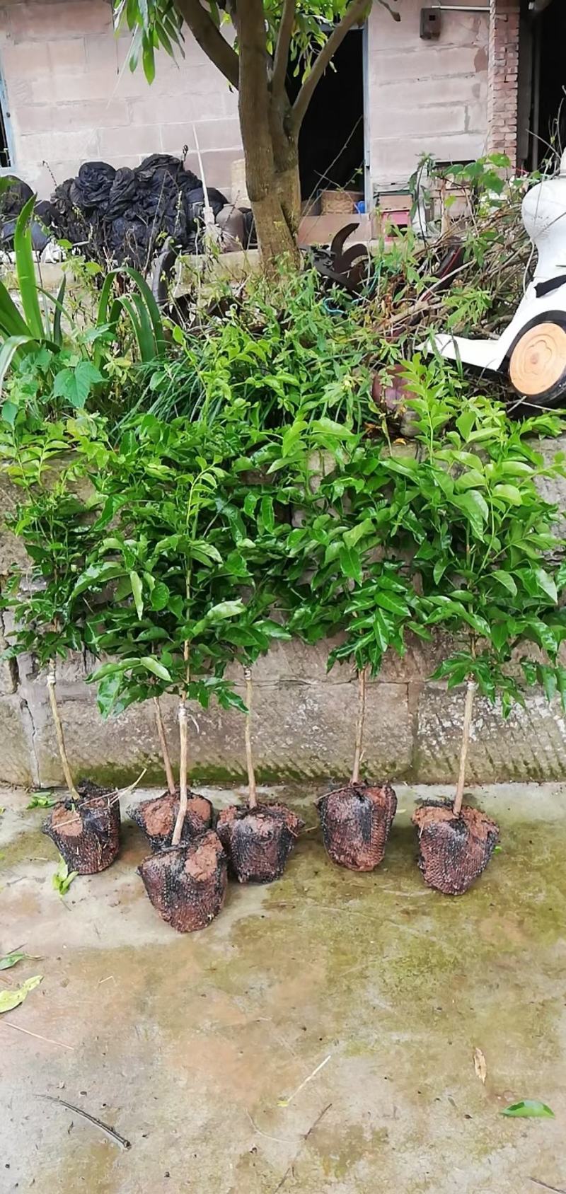 成都金堂双流桂圆苗基地批发，彭州崇州晚熟龙眼小苗价格