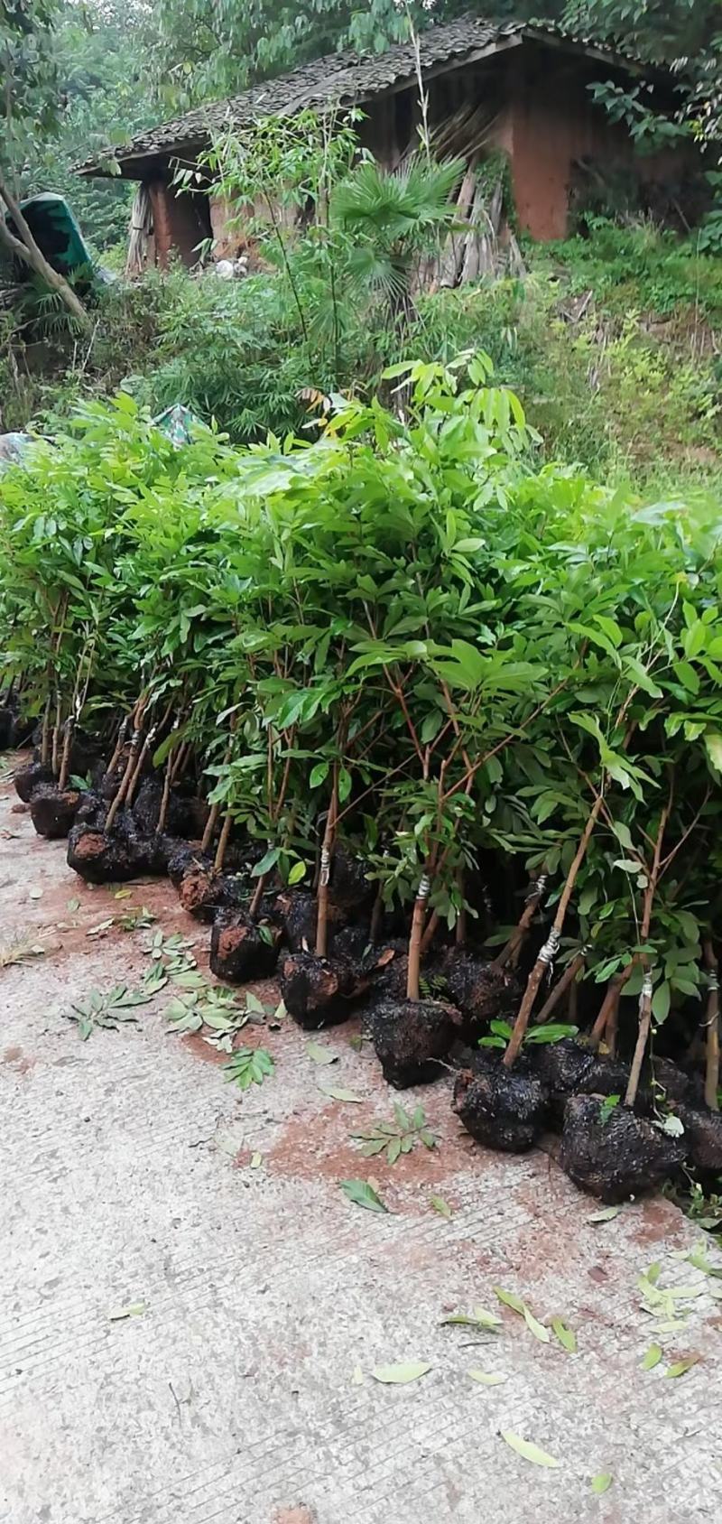 成都新津温江蒲荔枝小苗基地批发价格，晚熟带绿，鸡嘴，桂味