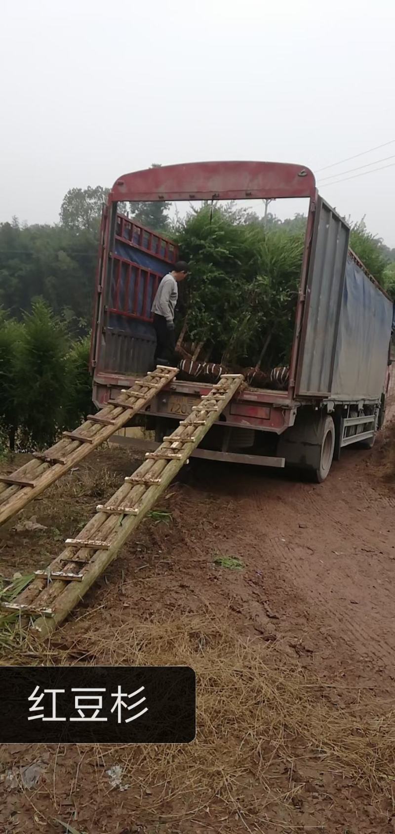 成都新津温江蒲荔枝小苗基地批发价格，晚熟带绿，鸡嘴，桂味