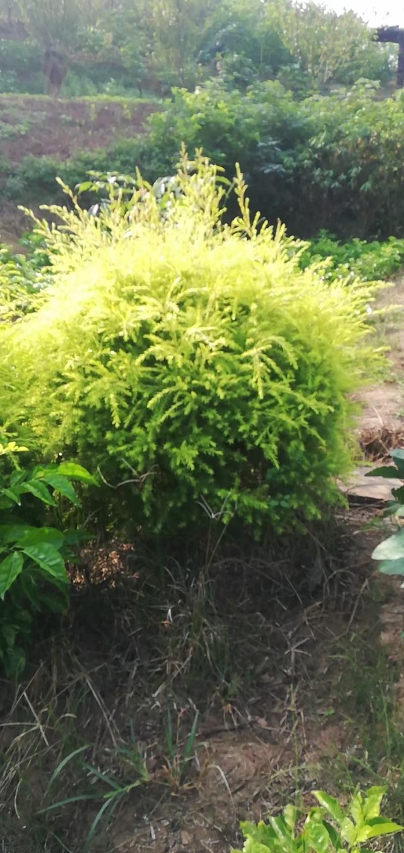 成都新津温江蒲荔枝小苗基地批发价格，晚熟带绿，鸡嘴，桂味
